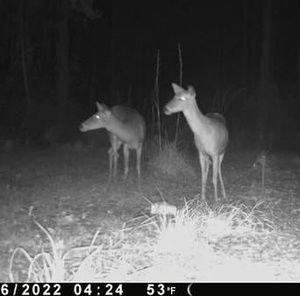 Meet your Posher, Henry